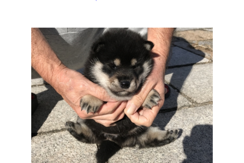 成約済の長崎県の柴犬-58891の3枚目